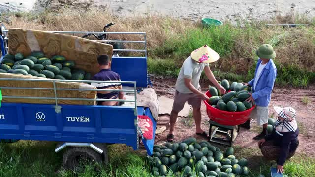 Weighing Watermelons By Truck