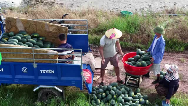 Farmers Sorting The Harvest