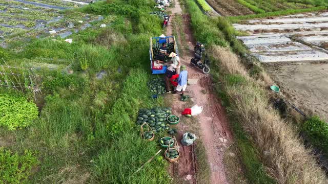Aerial Path Melon Loading