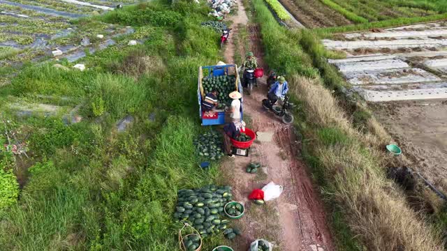 Drone Over Harvest Baskets