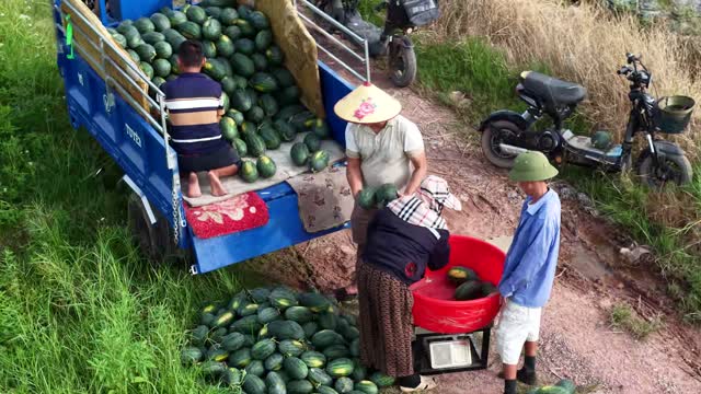 Weighing Melons On Scale