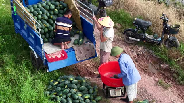 Loading Truck With Watermelons
