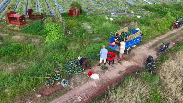 Aerial Farm Path Harvest