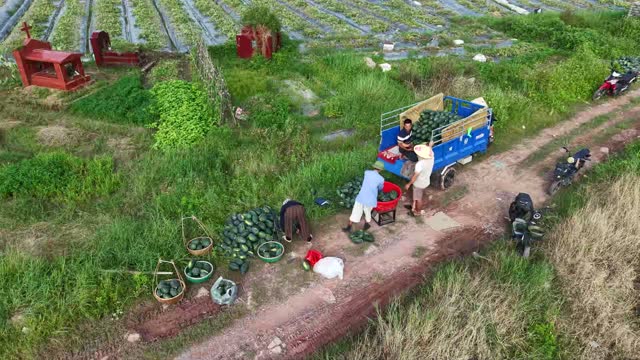 Drone View Loading Melons