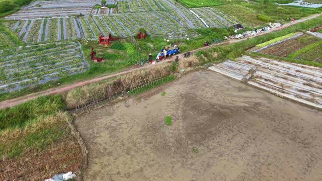 Aerial Watermelon Farmland View