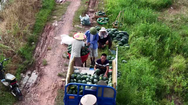 Aerial Sorting On The Path
