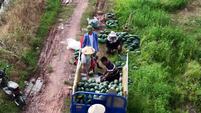 Overhead Harvest Piles