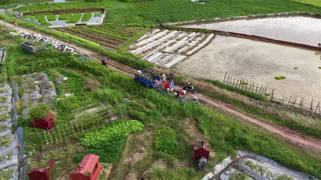 Aerial Harvest Green Fields