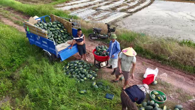 Farmers Weighing Melons