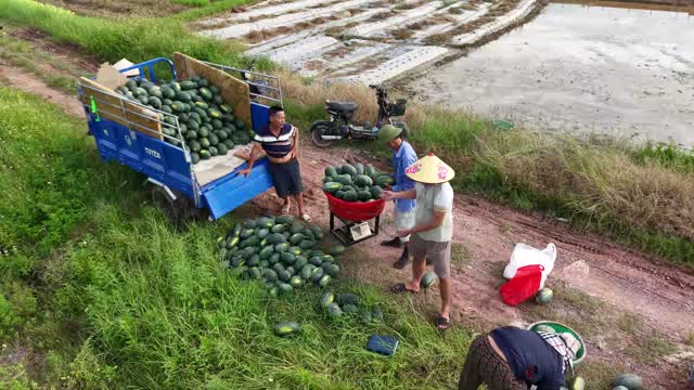 Loading Melons On Truck