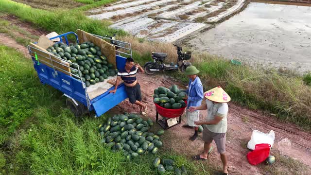Weighing Watermelon Harvest