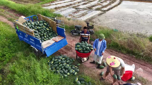 Sorting Melons By Truck