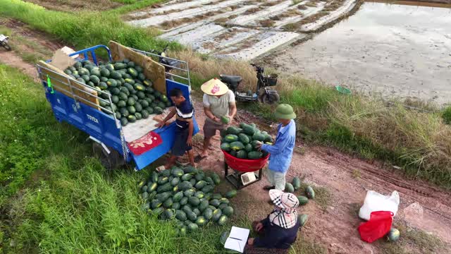 Farmers Loading And Weighing