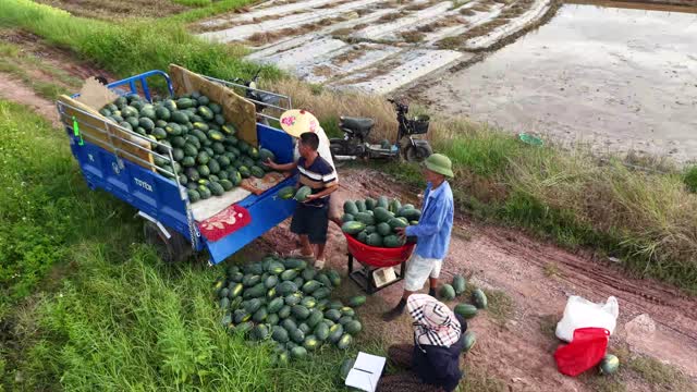Passing Melons To Truck