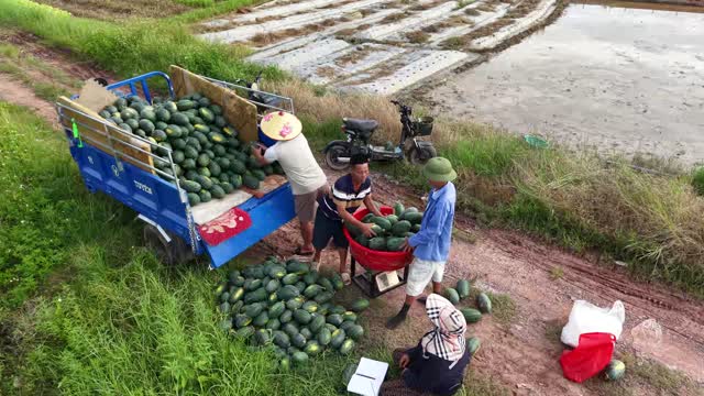 Weighing Melons In Basin