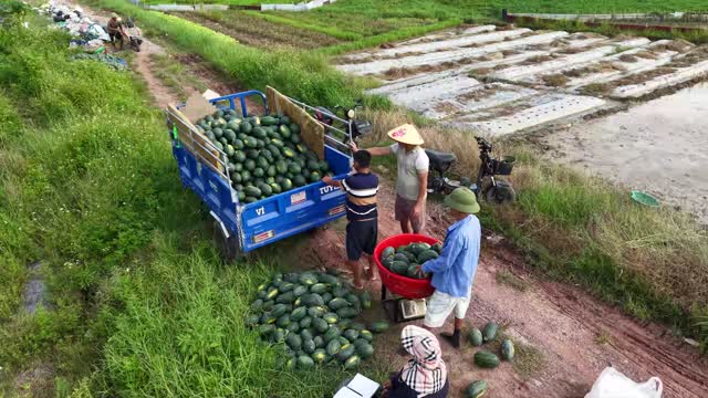 Weighing Melons At Fieldside