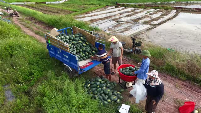 Loading Truck Fresh Watermelons