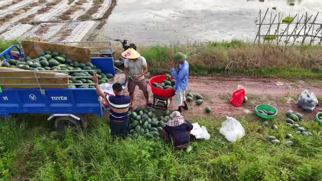 Loading Melons Onto Trike