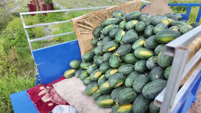 Watermelons Piled High On Truck