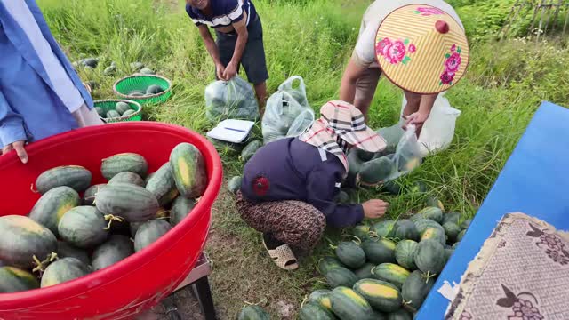 Bagging Watermelons In The Field