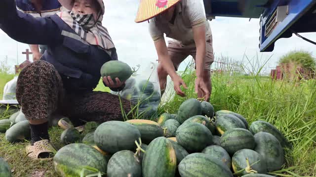Farmers Gathering Watermelons In Field