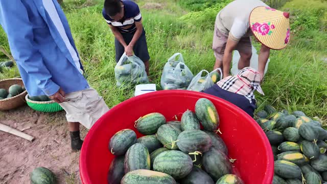 Bagging Watermelons Into Mesh Sacks