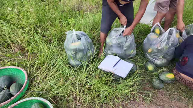 Tying Bags Of Watermelons