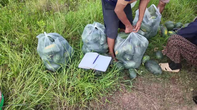 Packing Watermelons Into Plastic Bags