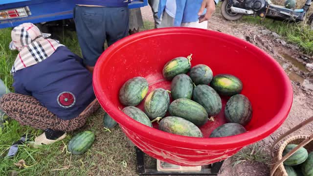 Weighing Watermelons On Scale