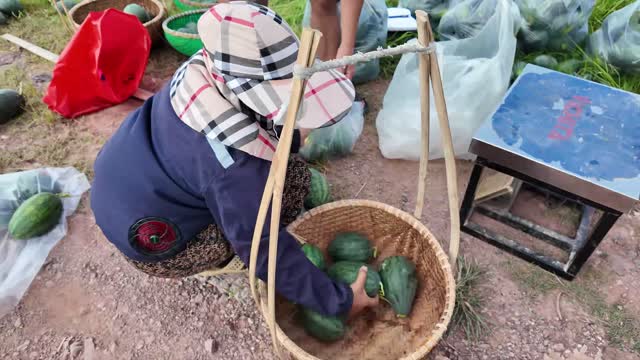 Loading Watermelons Into Woven Basket