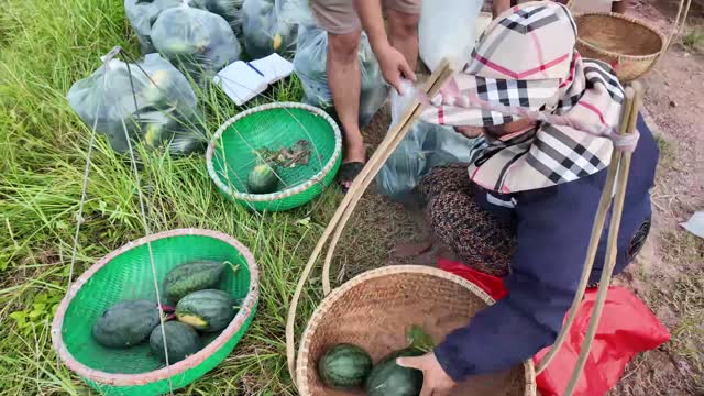 Baskets Of Watermelons Being Packed