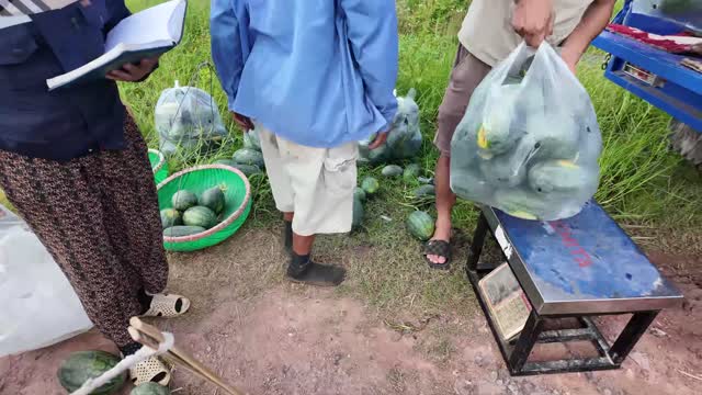 Weighing Bagged Watermelons In Field
