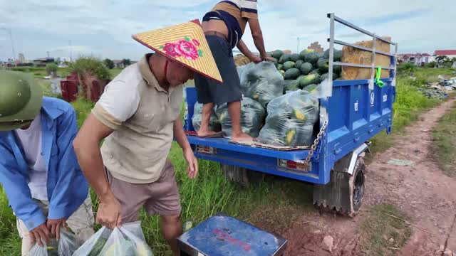 Carrying Watermelons To Cargo Trike