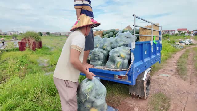 Loading Watermelon Bags Onto Trike