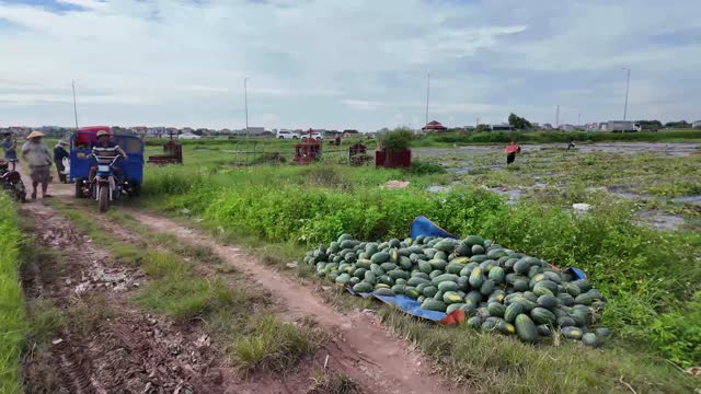 Watermelon Harvest Across Open Field