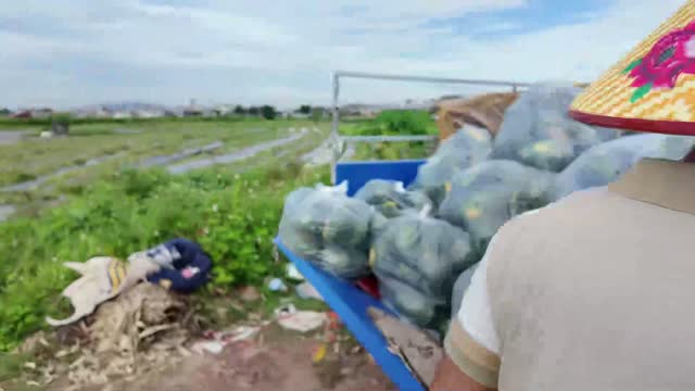Bagged Watermelons On Cargo Trike