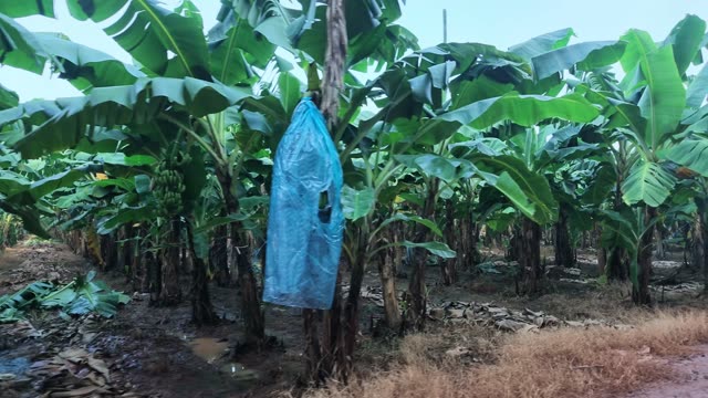 Blue Bag Hanging On Banana Tree
