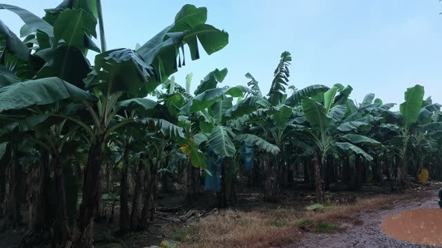 Walking Through Banana Plantation