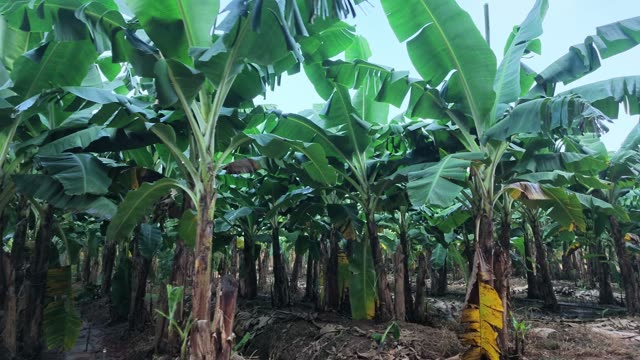 Banana Plantation Rows From Below