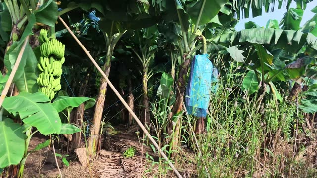 Green Banana Bunch In Plantation