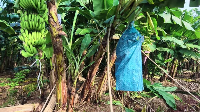 Ripening Banana Bunch On Tree