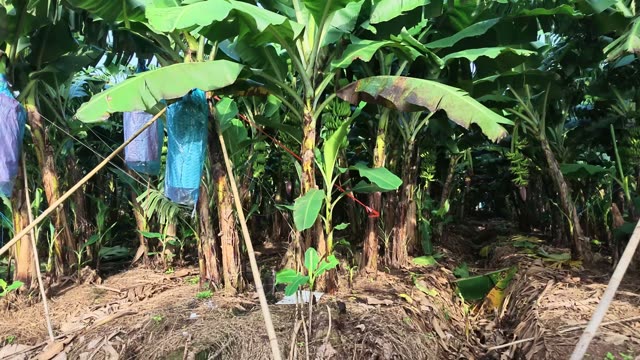 Marked Banana Tree Trunk
