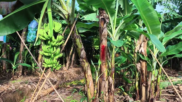 Rows Of Bagged Banana Bunches