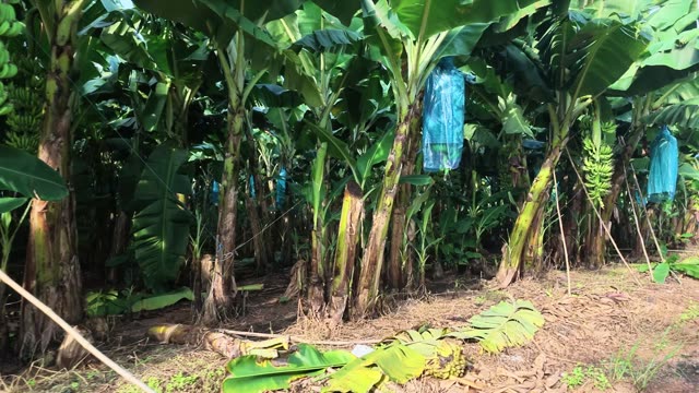 Banana Bunch With Red Tag