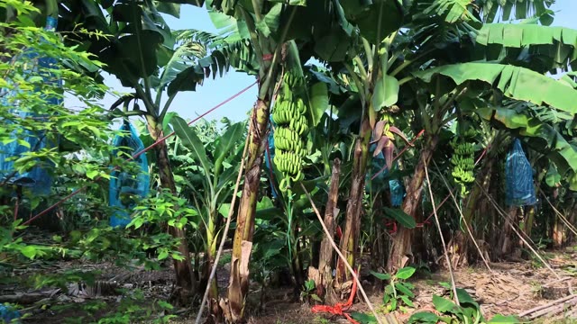 Fresh Banana Bunch Close Up