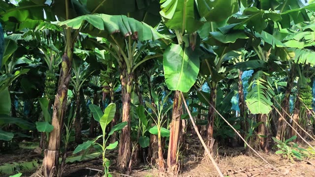Banana Trunks In Plantation Row