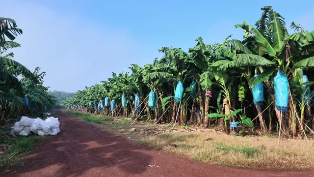 Banana Rows Along Dirt Road