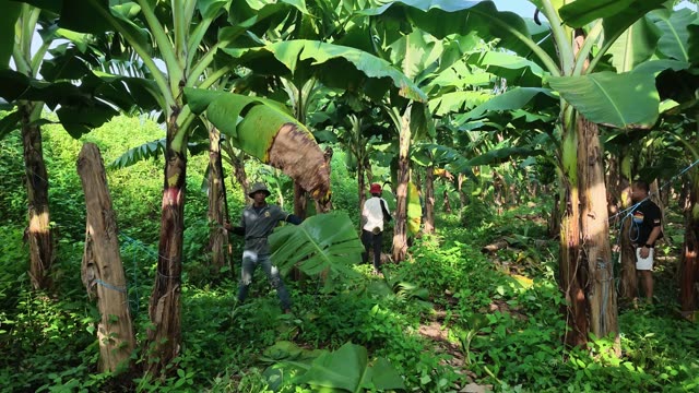 Workers Walking In Banana Plantation