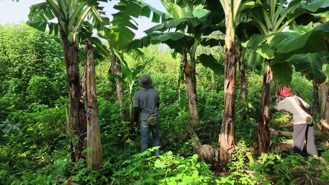Workers Walking Banana Plantation Path