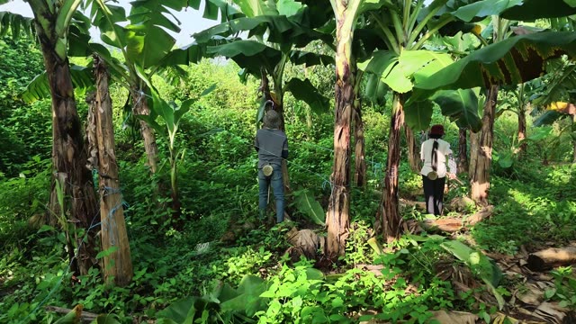 Man Working In Banana Plantation